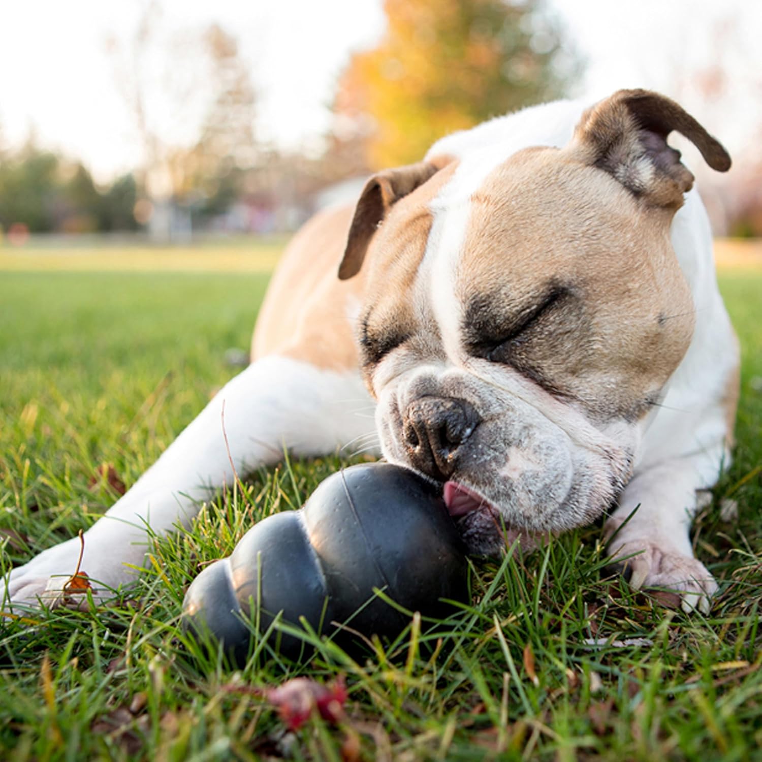 KONG Classic Dog Toy